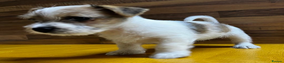 Mixed Breed Puppy 1