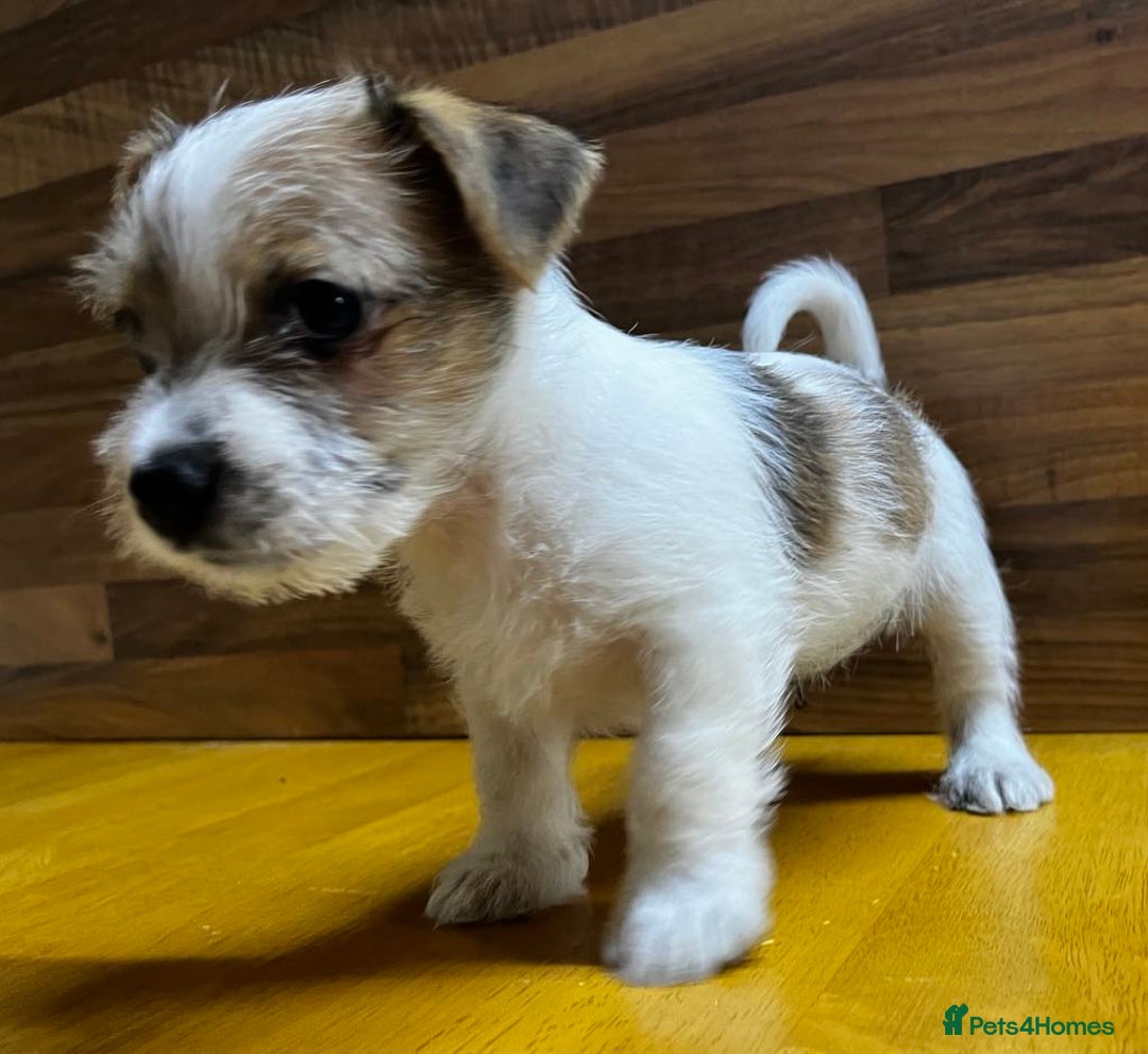 Mixed Breed dogs for sale: Jack Russell with a hint of Bichon Frise. - Image 4