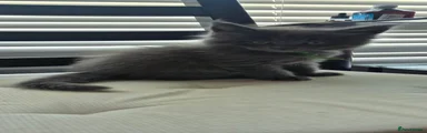 Maine Coon 4