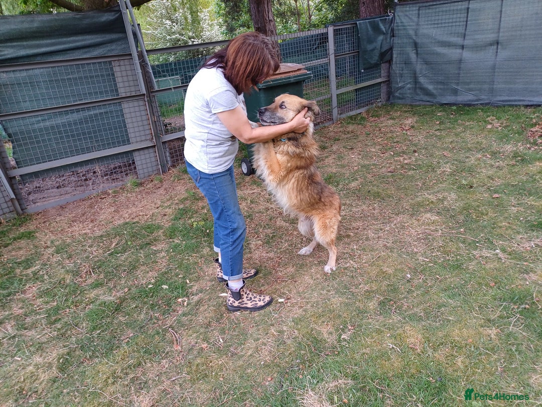 Mixed Breed dogs for adoption: BENNY - a loyal and gentle boy for a Loving Home - Image 20