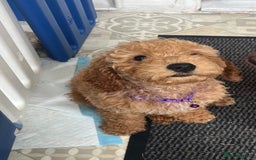 Goldendoodle dogs for sale: Top Quality Goldendoodle x Australian labradoodle  in Brough - Image 7