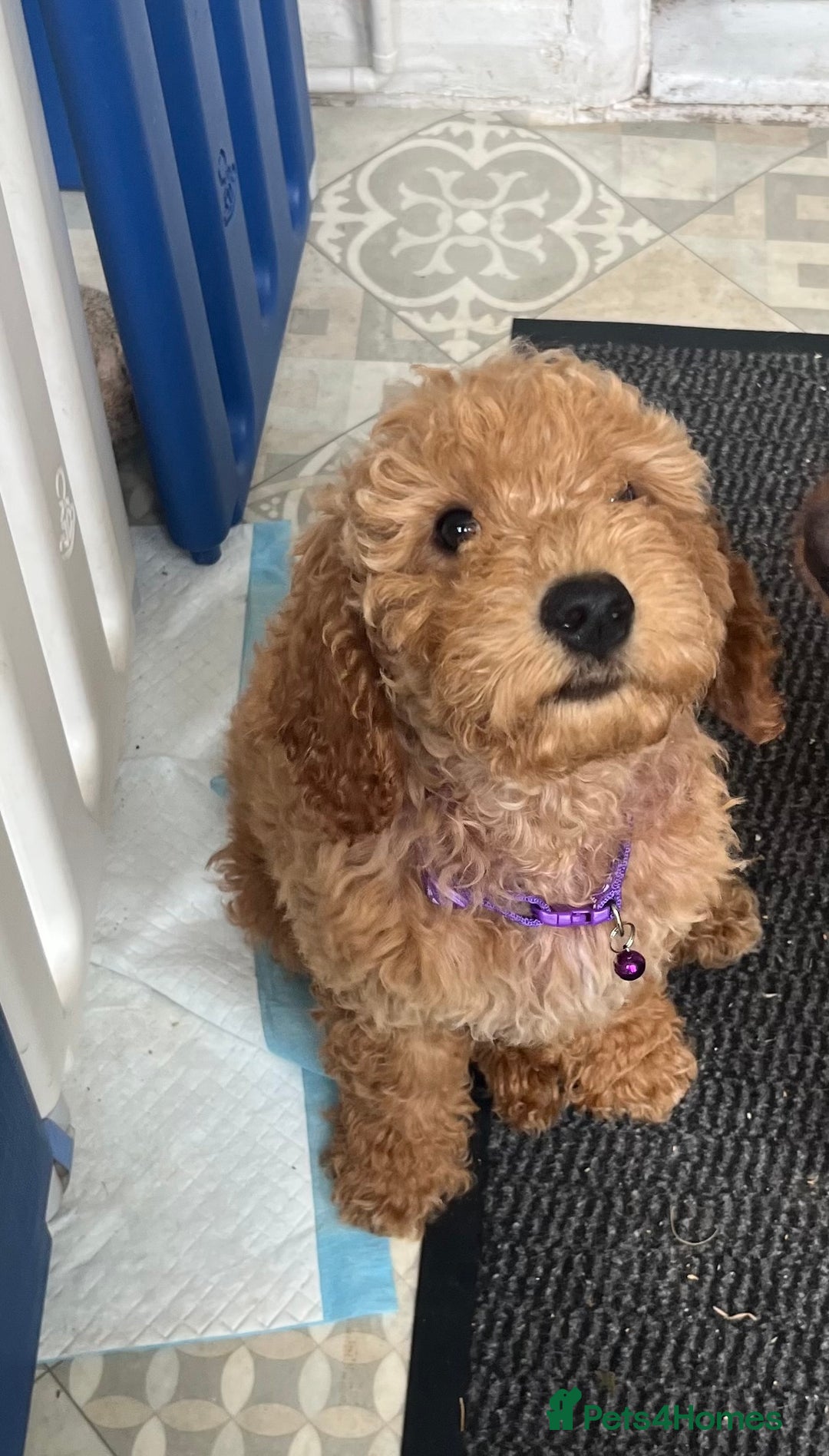 Goldendoodle dogs for sale: Top Quality Goldendoodle x Australian labradoodle  in Brough - Image 7