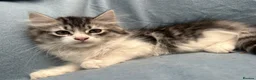 Siberian cats for sale: Beautiful Pedigree Kittens Seeking Loving Homes - Advert 9