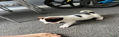 Jack Russell Puppy 1