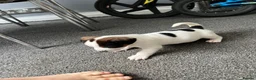 Jack Russell dogs for sale: Jack Russel puppies  - Advert 8