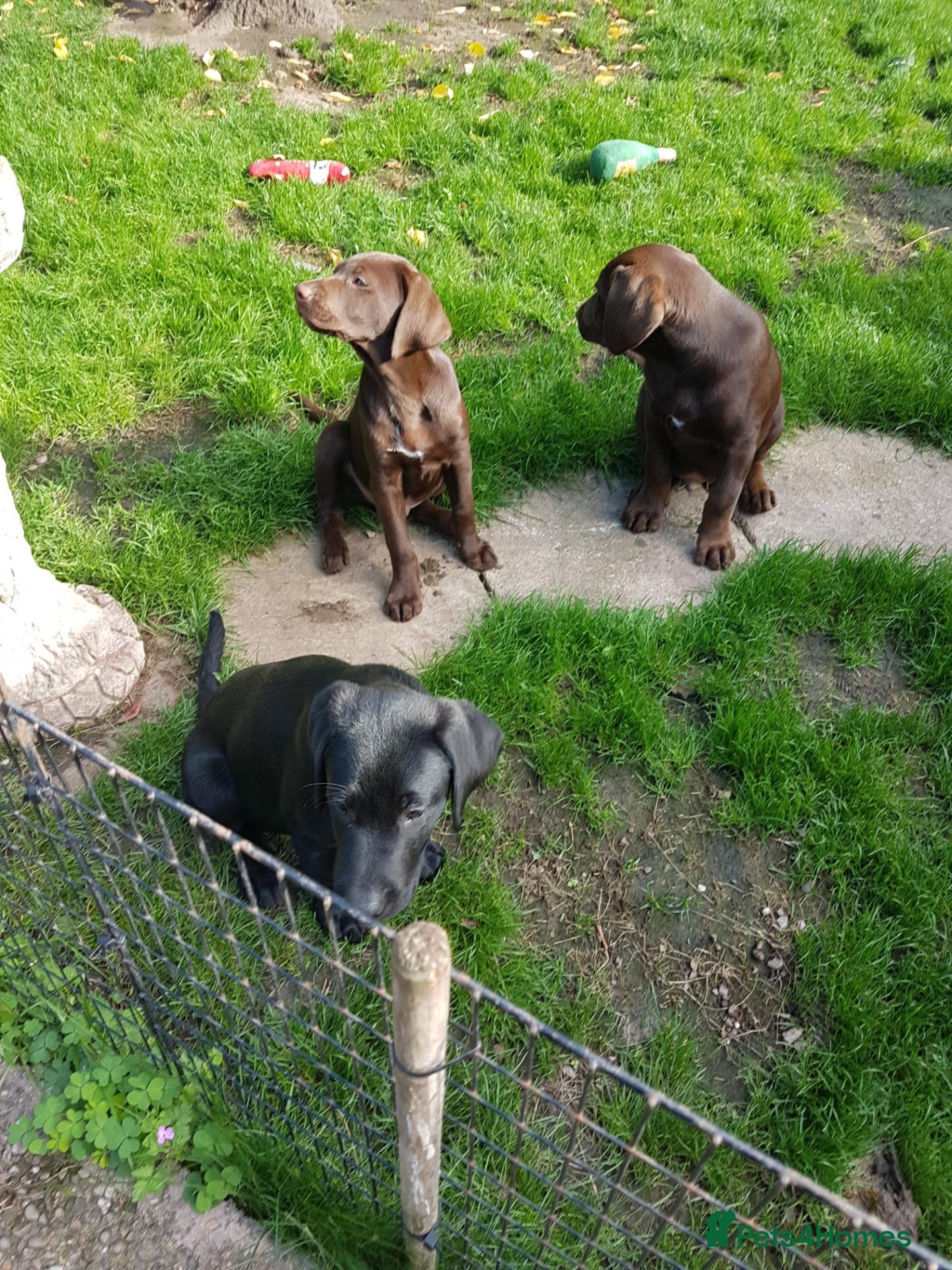 Labrador Retriever dogs Adorable KC Reg Labrador puppies  - Advert 2