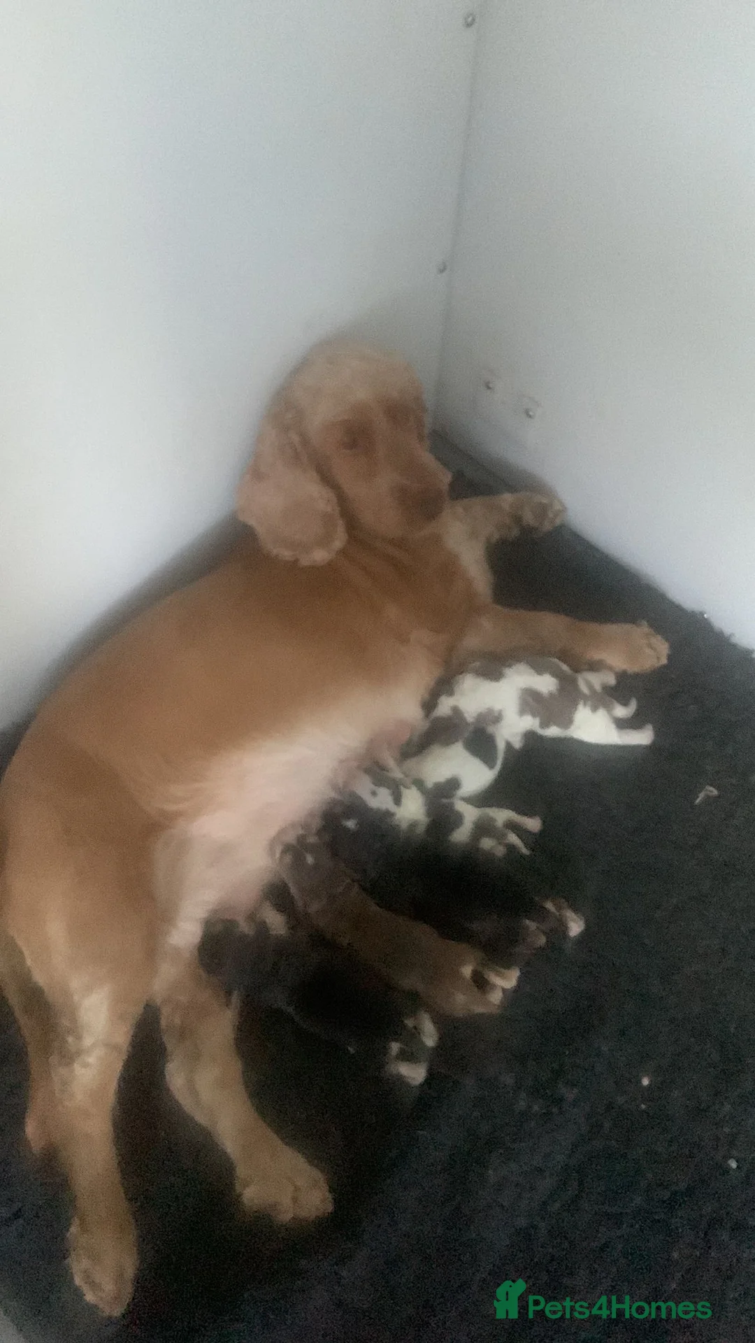 Cocker Spaniel dogs for sale: Beautiful Show Cocker Spaniels in Worksop - Advert 2