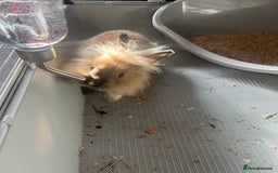 Lionhead rabbits for sale: Lionhead rabbit   - Image 2