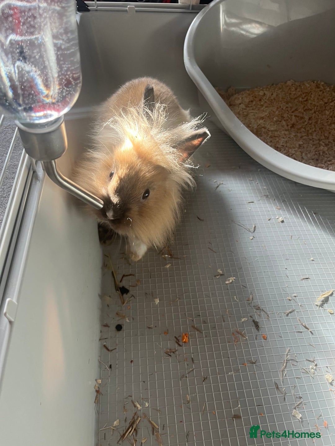 Lionhead rabbits for sale: Lionhead rabbit   - Image 2