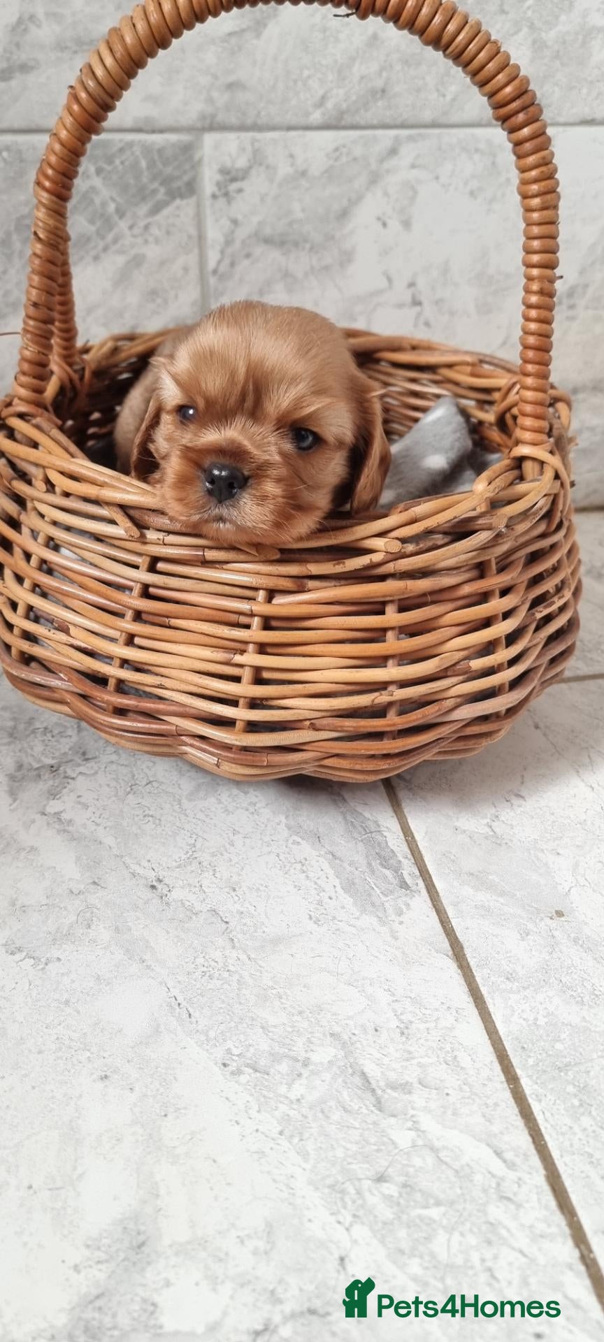 Cavalier King Charles Spaniel dogs True Cav kc reg Babies - Advert 11