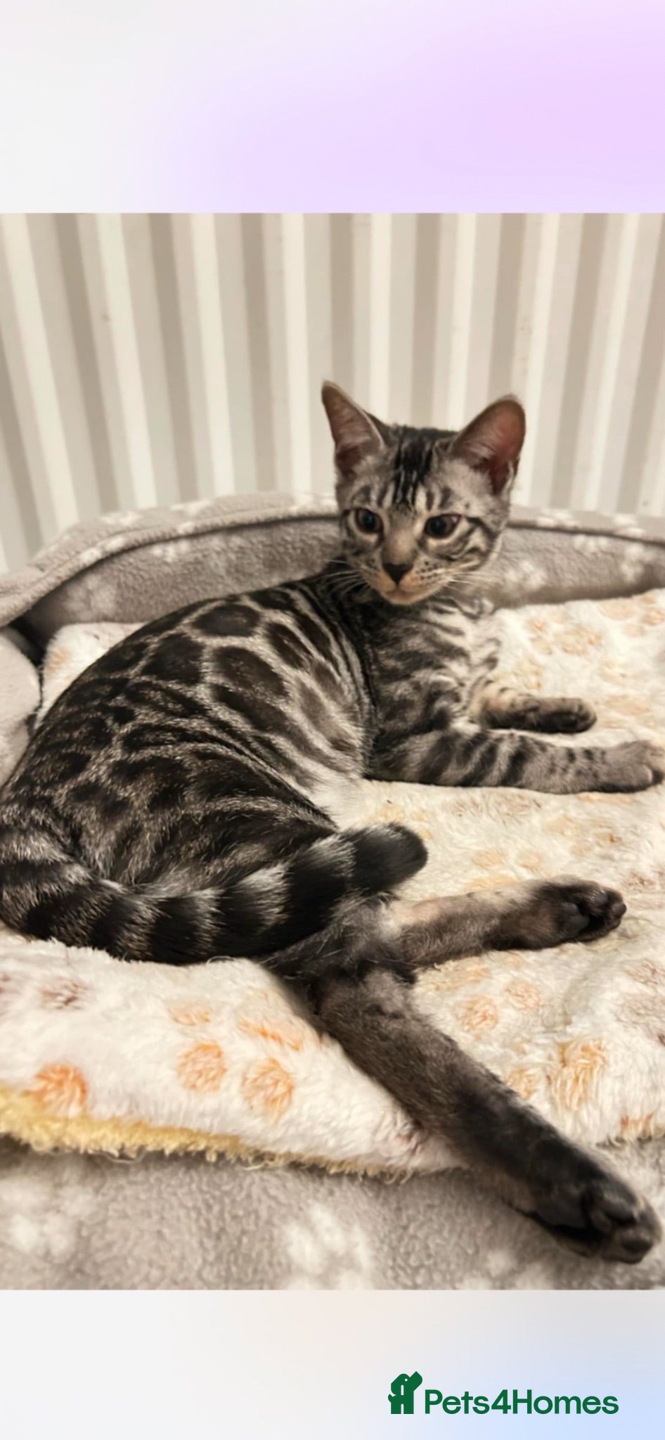 Bengal cats BENGAL 👑 QUEEN TICA REGISTERED 🔥  - Advert 2