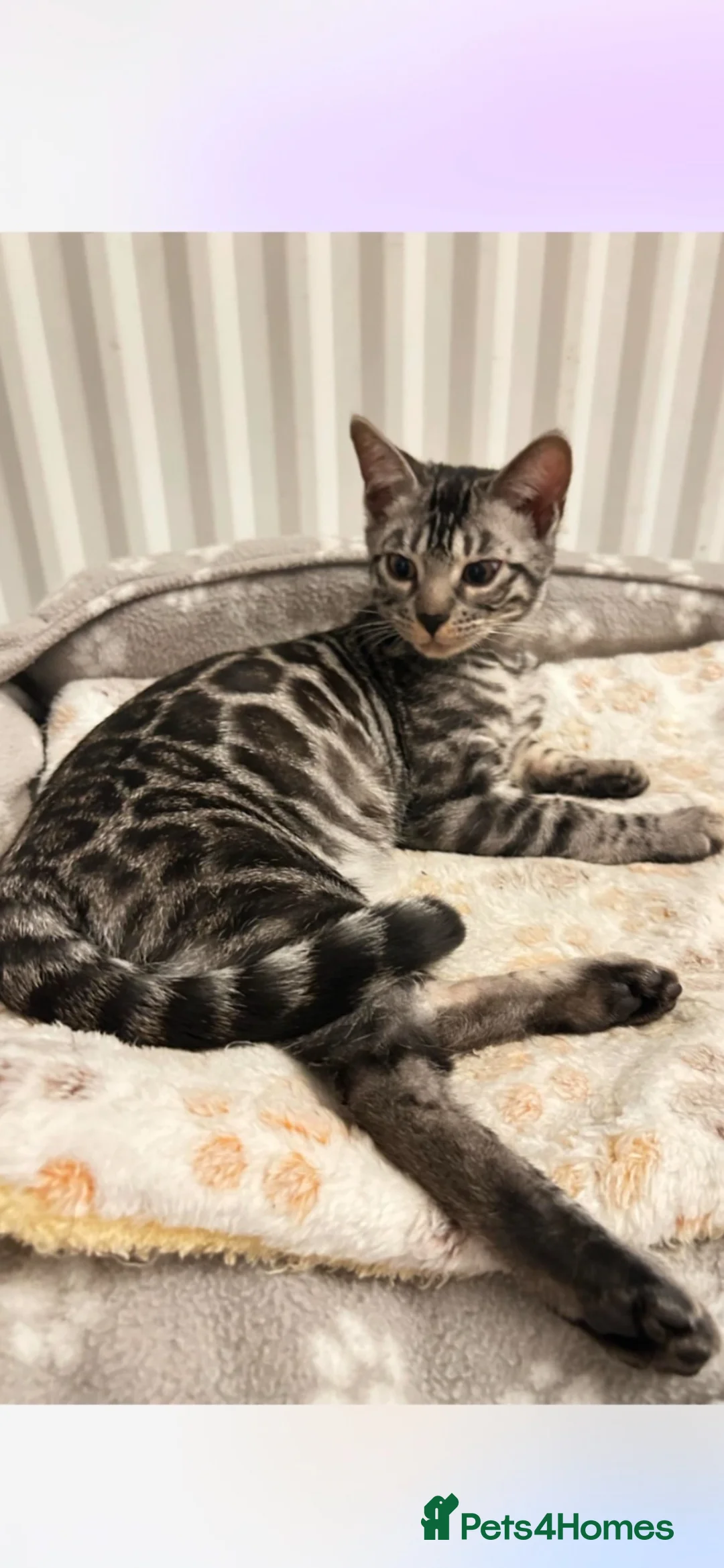 Bengal cats for sale: BENGAL 👑 QUEEN TICA REGISTERED 🔥  - Advert 1