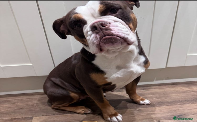 English Bulldog dogs - Advert 1