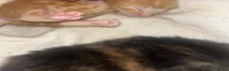 Mixed Breed cats for sale: 4 half Maine Coon kittens  - Advert 5
