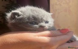 British Shorthair cats for sale: GCCF Reg. Blue and Lilac self boys.  - Image 12