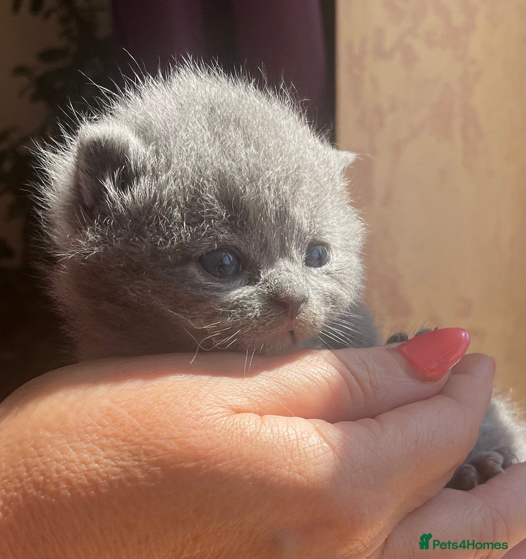 British Shorthair cats for sale: GCCF Reg. Blue and Lilac self boys.  - Image 12