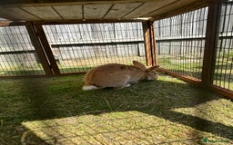 Californian rabbits for sale: 2 Female Californian Rabbits. - Image 8