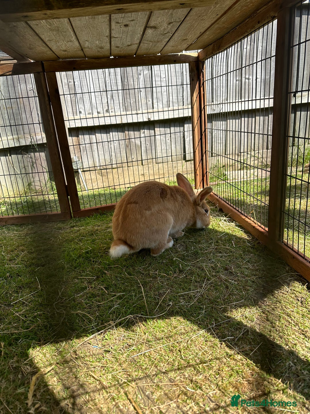 Californian rabbits for sale: 2 Female Californian Rabbits. - Image 8