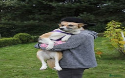 Mixed Breed dogs for adoption:  ❤️🐶Lanie 4-year-old girl with golden heart❤️🐶 - Advert 12