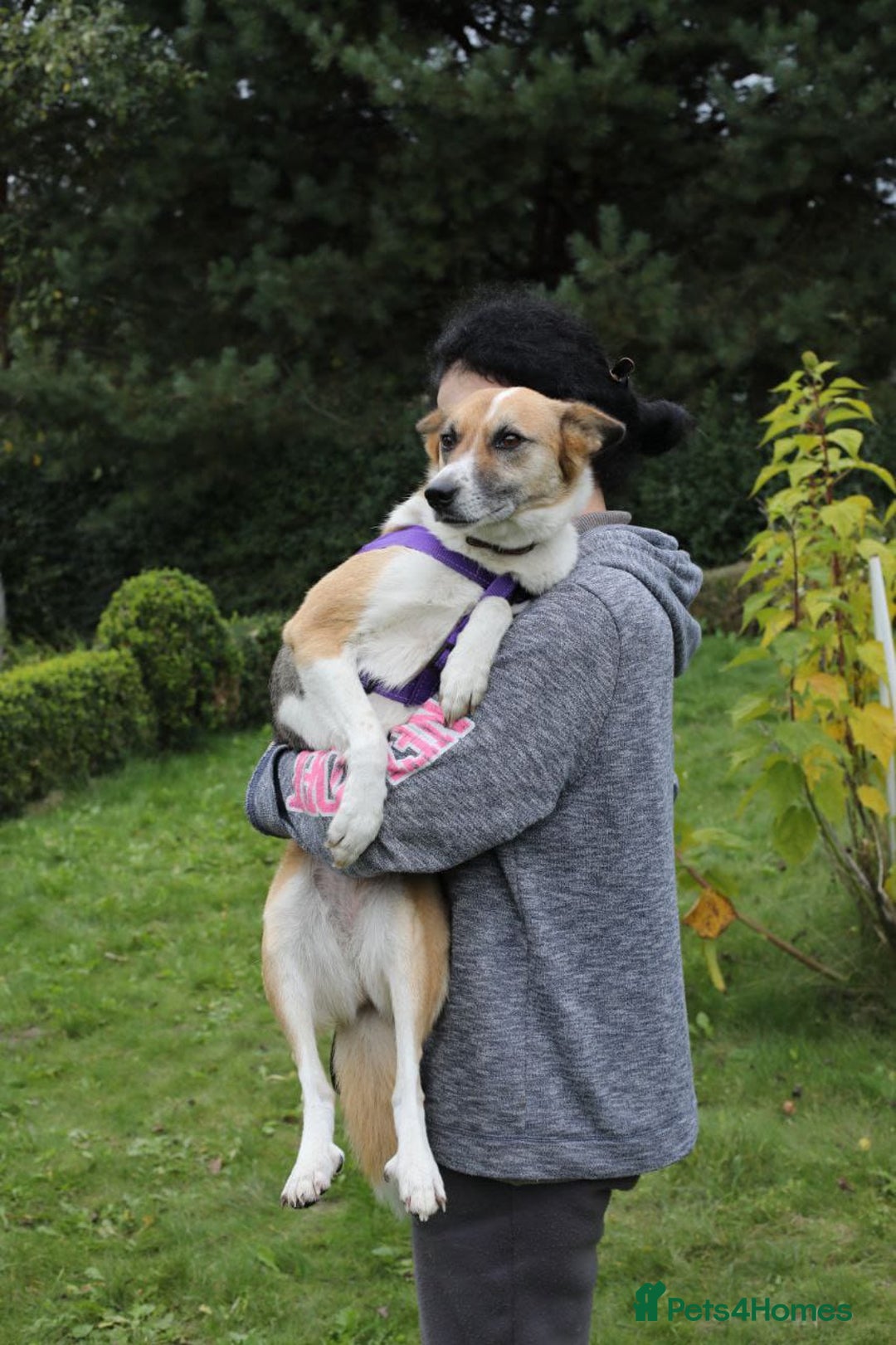 Mixed Breed dogs for adoption:  ❤️🐶Lanie 4-year-old girl with golden heart❤️🐶 - Advert 12