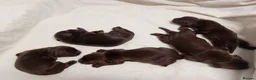 Sprocker dogs for sale: F1 sprocker puppies - Advert 21