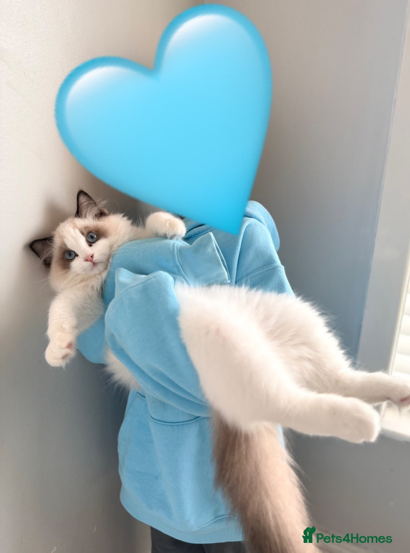 Ragdoll cats for sale: ReadyNow Eu ChampLine Tica Reg Ragdolls  - Advert 2