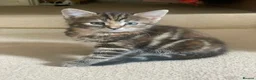 European cats for sale: Kitten - Advert 3