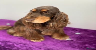 Cocker Spaniel dogs - Advert 11