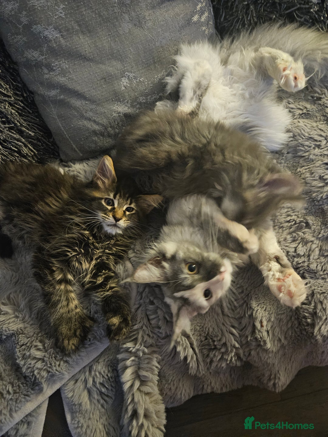 Maine Coon cats for sale: ✨✨ POLLYDACTYL MC  TiCA REG - Advert 7