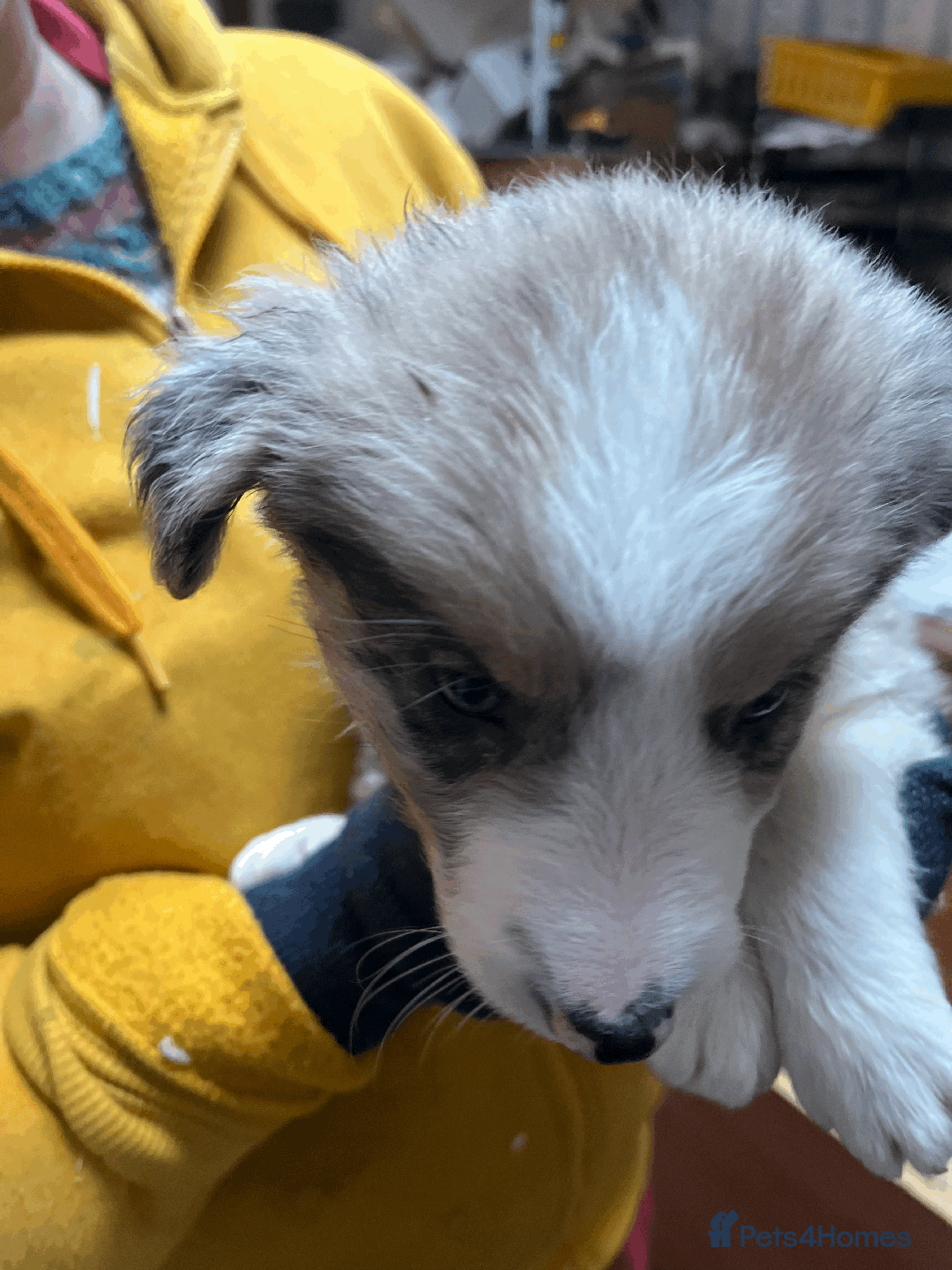 Border Collie dogs for sale: Border Collie (Long haired Blue merle) - Advert 15