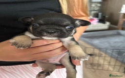 Frug dogs for sale: Gorgeous chunky pups - Image 6
