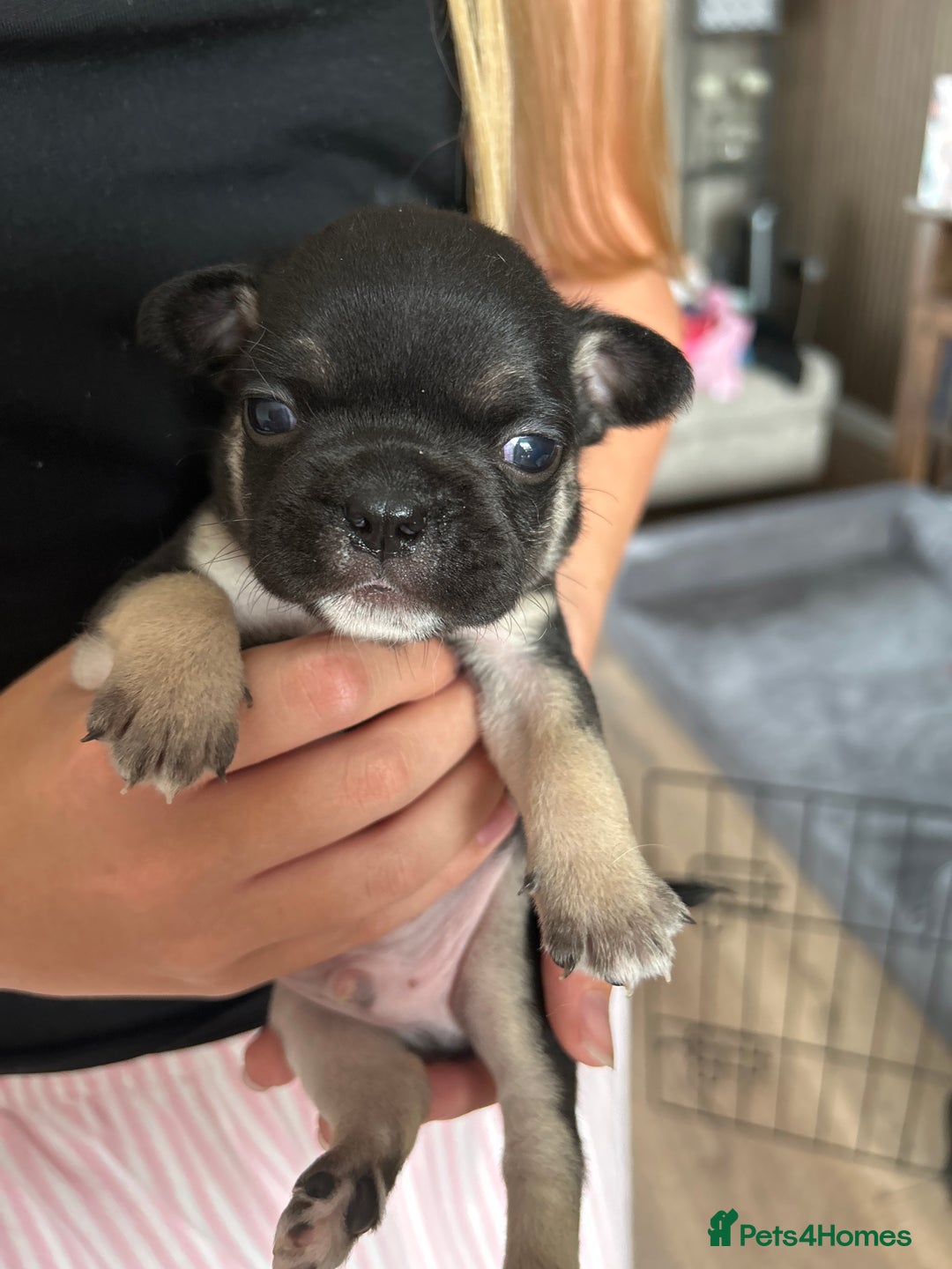 Frug dogs for sale: Gorgeous chunky pups - Image 6