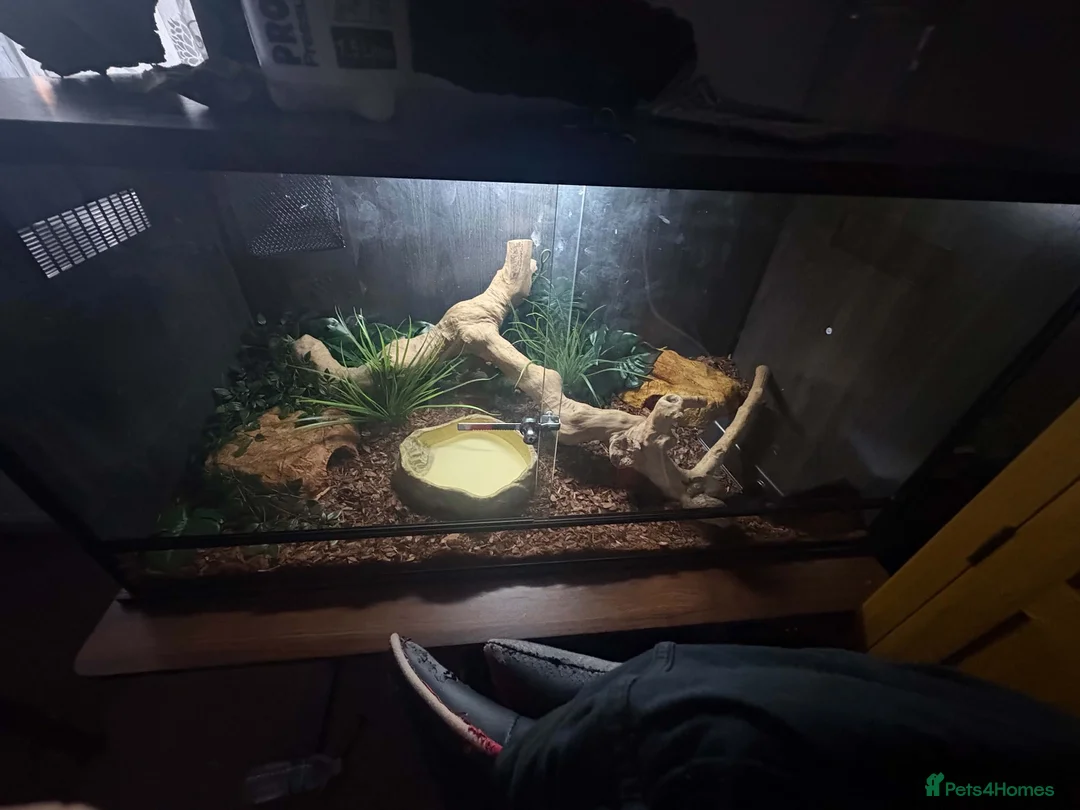 Python Snake reptiles for sale: Royal python in Newport - Advert 5