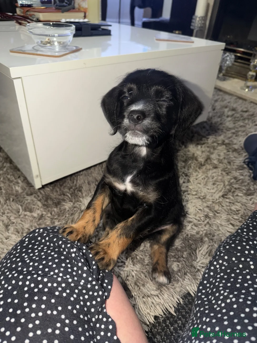 Mixed Breed dogs for sale: Spaniel cross  - Advert 4