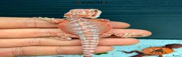 Bearded Dragon reptiles for sale: Stunning baby bearded dragons ready to go!  - Advert 14
