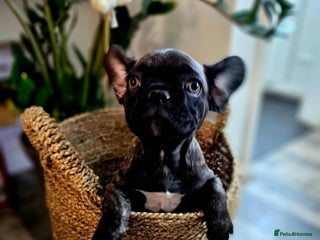 French Bulldog dogs - Advert 1