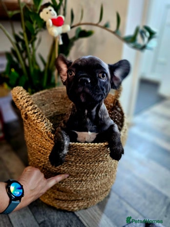 French Bulldog dogs - Advert 10