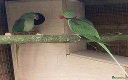 Parakeets birds for sale: Proven pair of Alexandrine  - Image 2