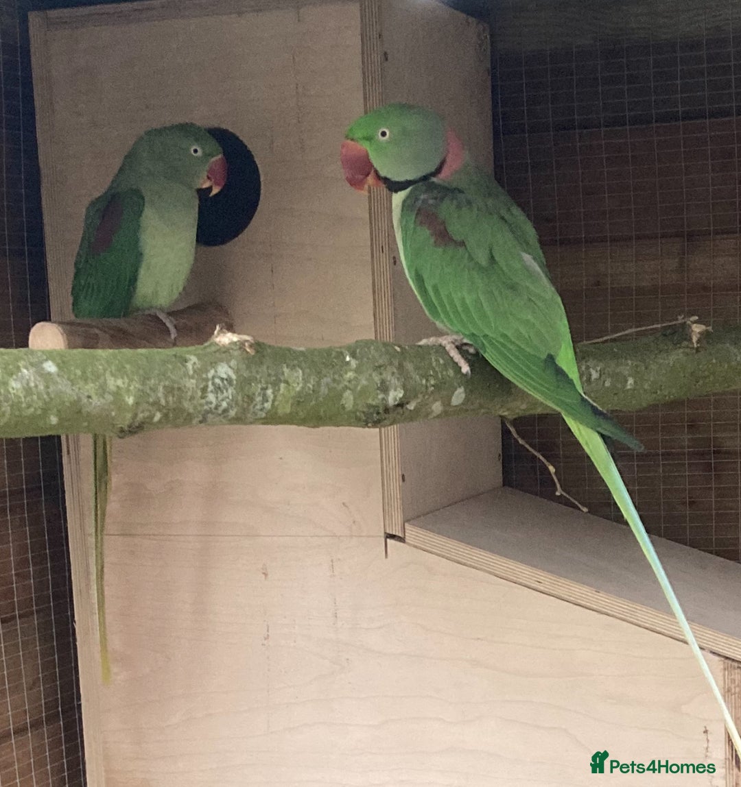 Parakeets birds for sale: Proven pair of Alexandrine  - Image 2