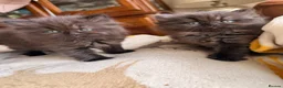 British Shorthair cats for sale: Plush rainbow litter of BSH x SF for viewing  - Advert 12