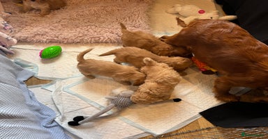 Cockapoo dogs - Advert 1