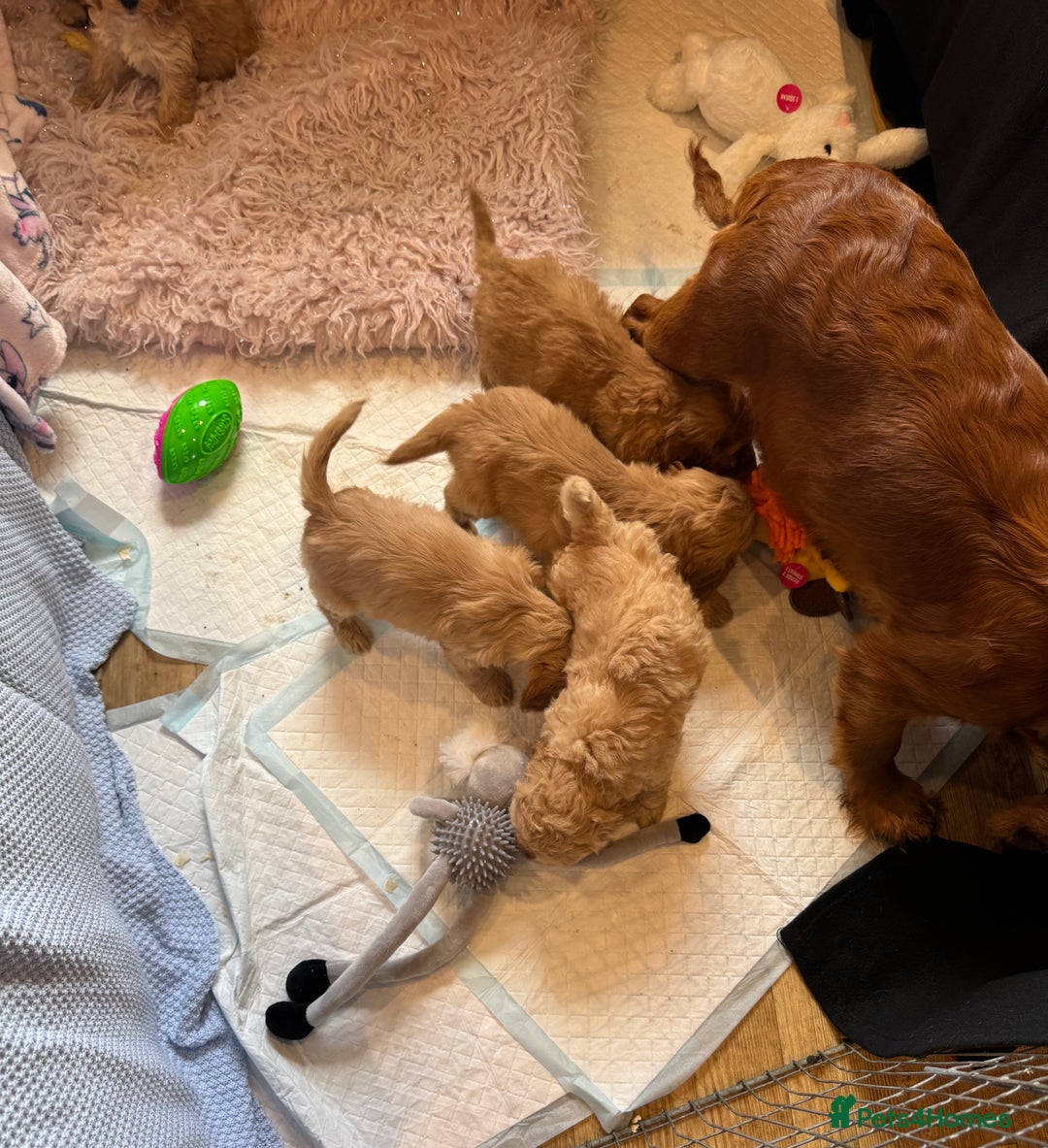 Cockapoo dogs for sale: MINIATURE COCKAPOO PUPPIES RUBYS & GOLDEN  - Image 2