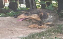 Miniature Dachshund dogs for sale: wire haired miniature dachshund  - Image 2