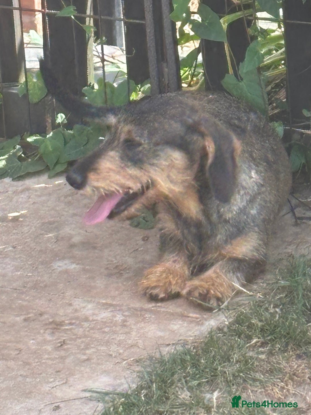 Miniature Dachshund dogs for sale: wire haired miniature dachshund  - Image 2