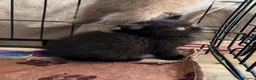 British Shorthair cats for sale: Adorable British Shorthair Kittens Ready to go - Advert 6