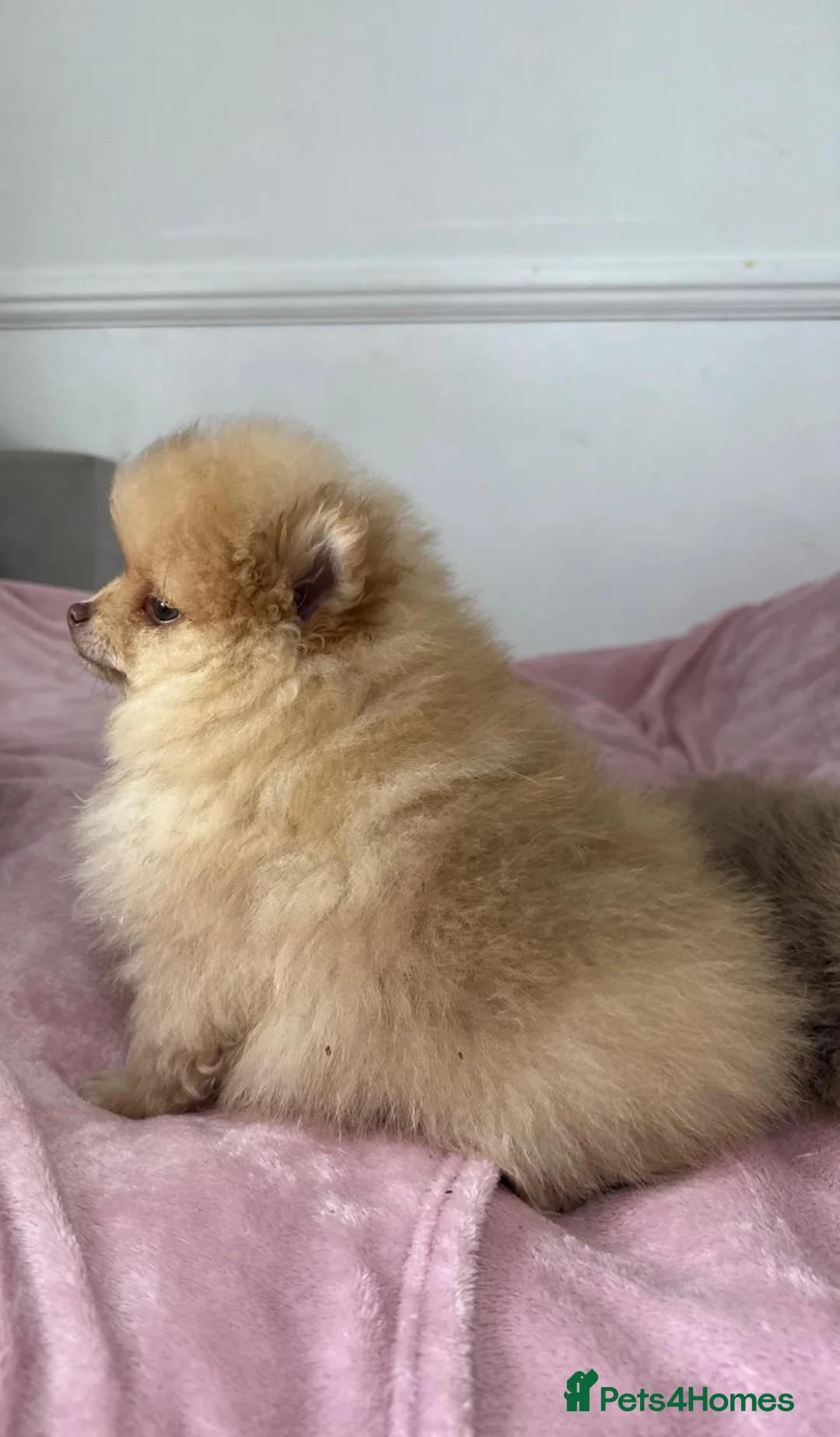Pomeranian dogs for sale: Ready to go Excellent Pomeranian - Advert 31