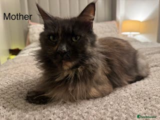 Maine Coon cats 1 boy Maine coon cross - Advert 1