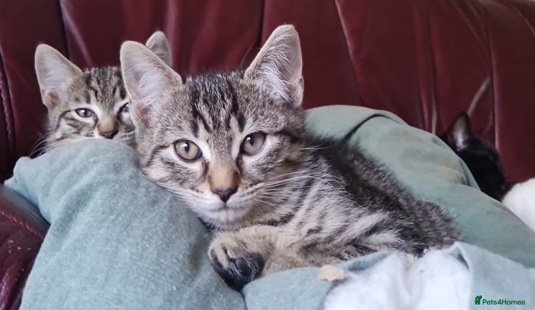 Mixed Breed cats for sale: Mixed breed kittens for sale! - Image 5