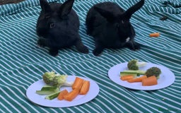 French Lop rabbits for sale: Beautiful lop bunnies - Image 5
