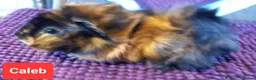 Guinea Pig rodents for sale: Abyssinian Type Boars in Hemel Hempstead - Advert 3